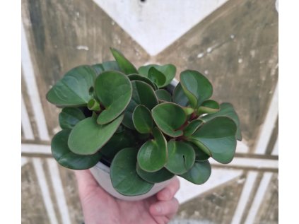 Peperomia Magnoliifolia