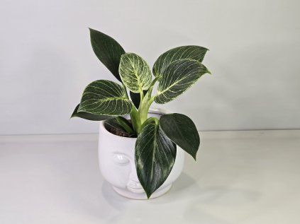 Philodendron White Measure
