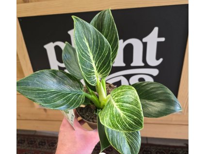 Philodendron White Measure