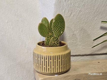 Opuntia microdasys var. pallida