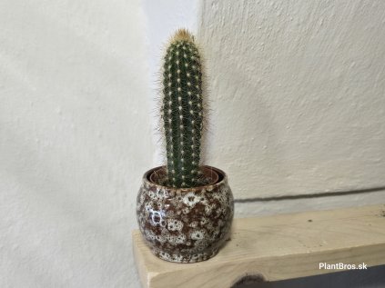 Pachycereus pringlei