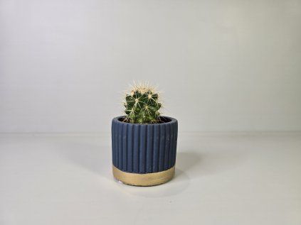 Echinocactus grusonii