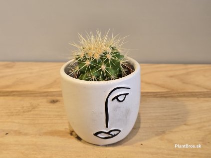 Echinocactus grusonii