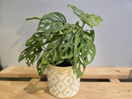 Monstera Adansonii