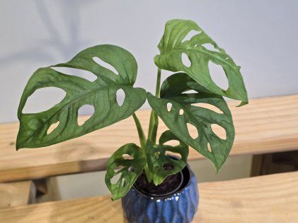 Monstera Adansonii Baby
