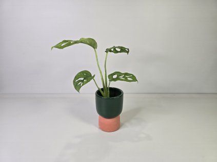 Monstera Adansonii Baby