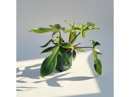 Philodendron Florida Green XL