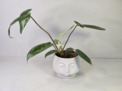 Philodendron Florida Green