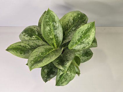Aglaonema Maria