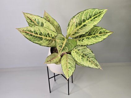 Aglaonema Chartreuse Pretty