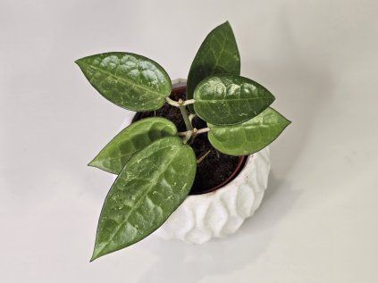 Hoya verticillata ‘Lampung’