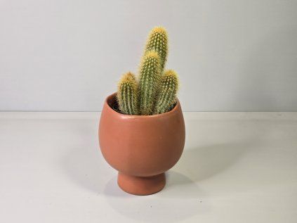 Pilosocereus chrysostele