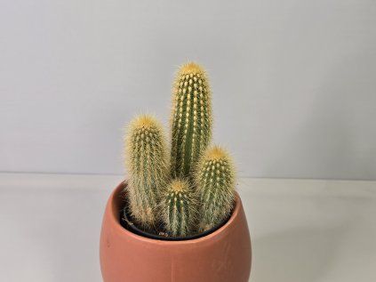 Pilosocereus chrysostele