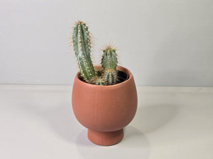 Pilosocereus Azureus