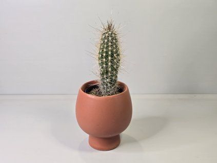 Borzicactus Leonensis