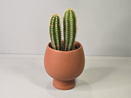 Neobuxbaumia Polylopha