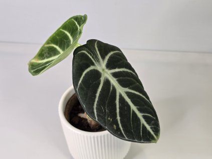 Alocasia reginula ‘Ninja’