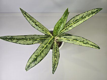 Aglaonema Matcha Lemon