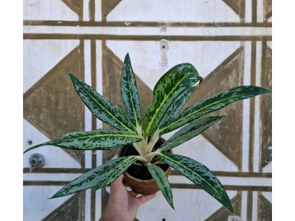 Aglaonema Matcha Lemon