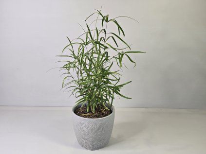 Asparagus falcatus