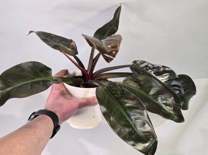 Philodendron Imperial Red