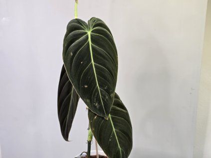 Philodendron melanochrysum