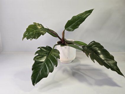 Philodendron Caramel