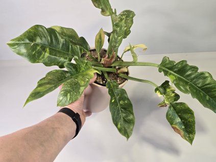 Philodendron Ring of Fire