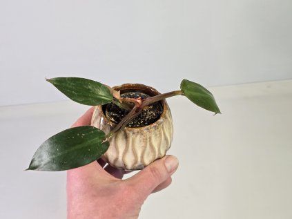 Baby Philodendron Rojo Congo