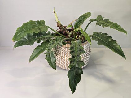 Philodendron Narrow