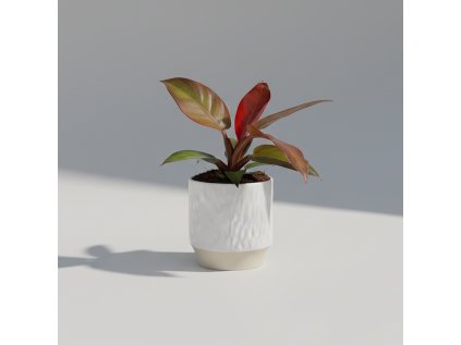 Philodendron ‘Red Sun’