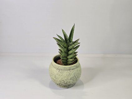 Sansevieria trifasciata 'Pineapple'