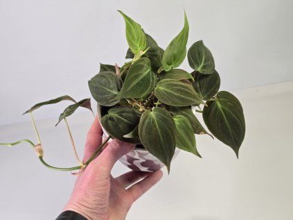 Philodendron Micans