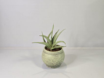 Sansevieria hanningtonii Baker