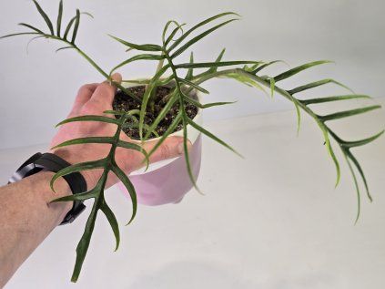 Philodendron tortum