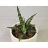 Sansevieria hyacinthoides