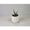 Sansevieria hyacinthoides