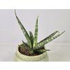 Sansevieria stuckyi