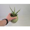 Sansevieria stuckyi