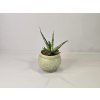 Sansevieria stuckyi