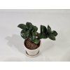 Zamioculcas Zenzi baby