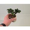 Zamioculcas Zenzi baby