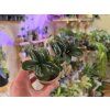 Zamioculcas Zenzi baby