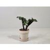 Zamioculcas Zenzi baby