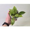 Hoya Callistophylla Star of Samoa