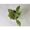 Hoya Callistophylla Star of Samoa