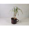 Dracena Ďoďko