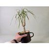 Dracena Ďoďko