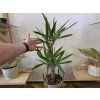 Yucca