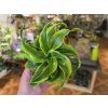 Dracena fragnans Tornado Twist